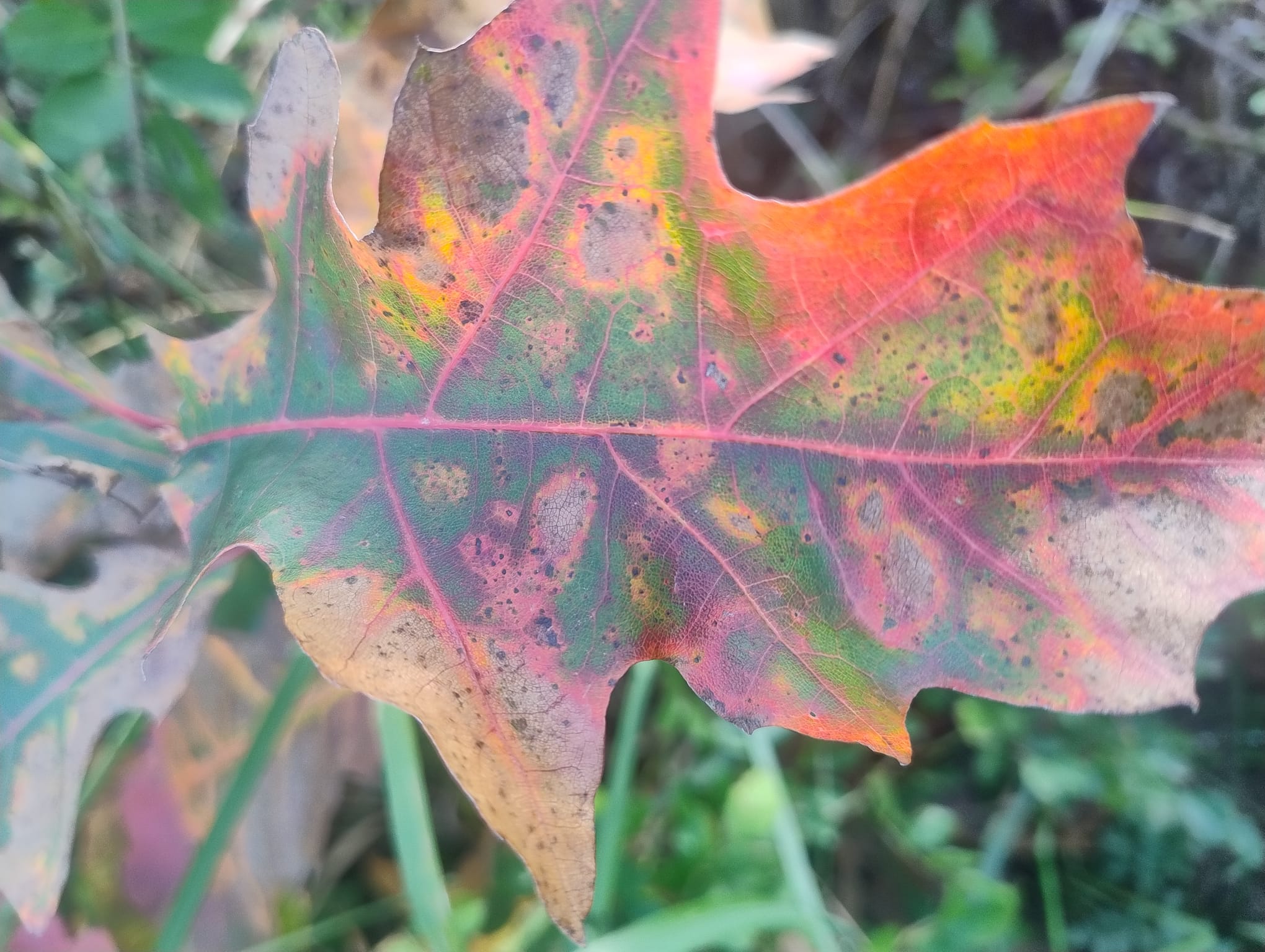 Buntes Herbstblatt