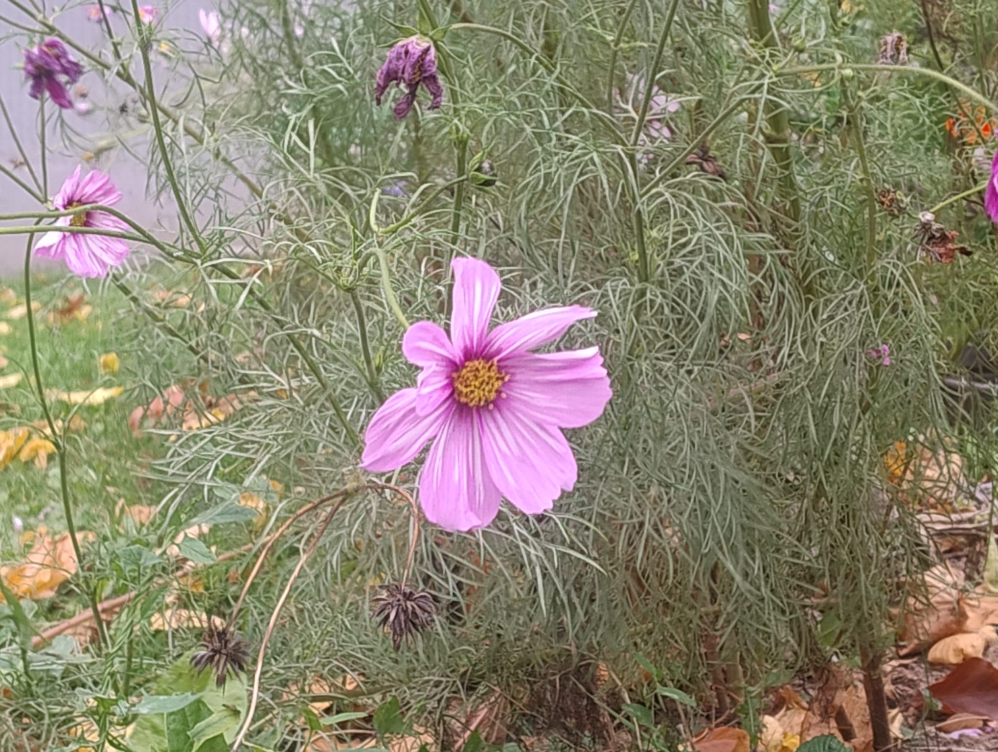 Blüte in der Natur